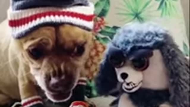#limlorkpc #kanslersw Videos Funny Animals Fun24h._MIX VID FUN 24H -