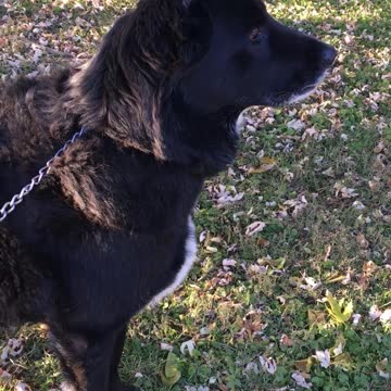 So my 150 lb dog woke me up barking.....