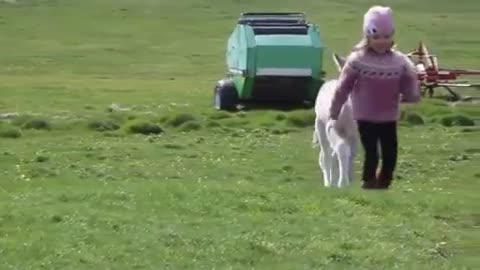 Brogi the Rescued Foal Strikes Up an Unlikely Friendship