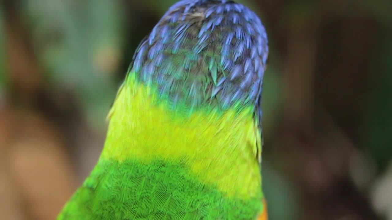 Baby Parrot Singing