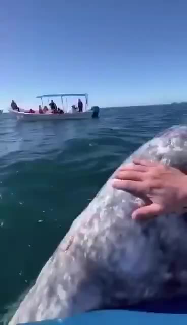 Anti-Loosh Video Number 11. LOOSH is real and bad. Explained below and watch the video!