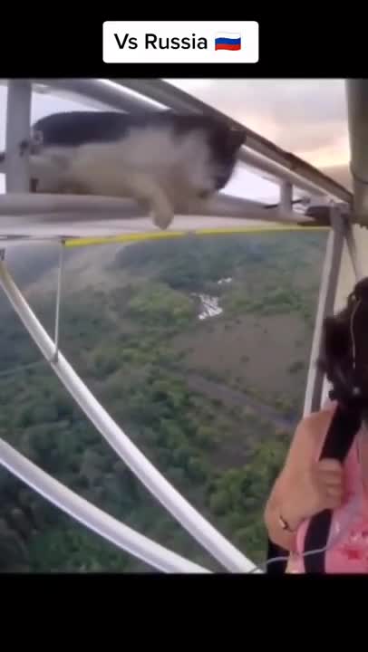 CATS_IN_USA_vs_RUSSIA: