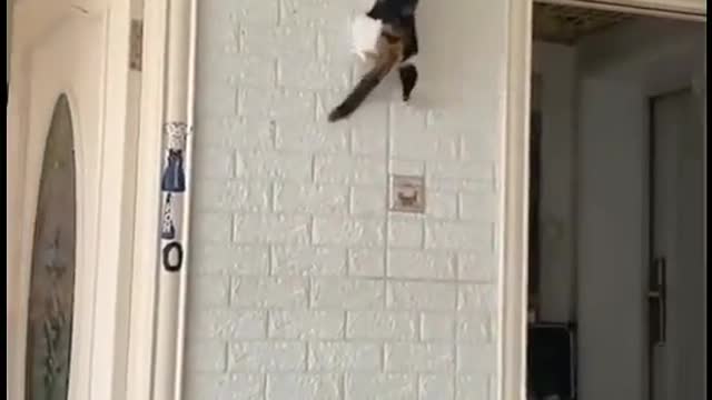 Cats climbing/take watch