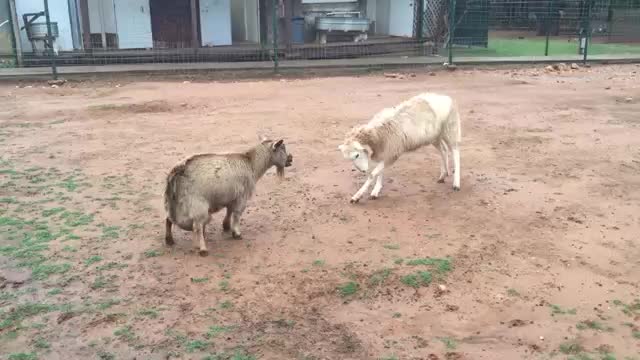 Cabra peleandose contra oveja