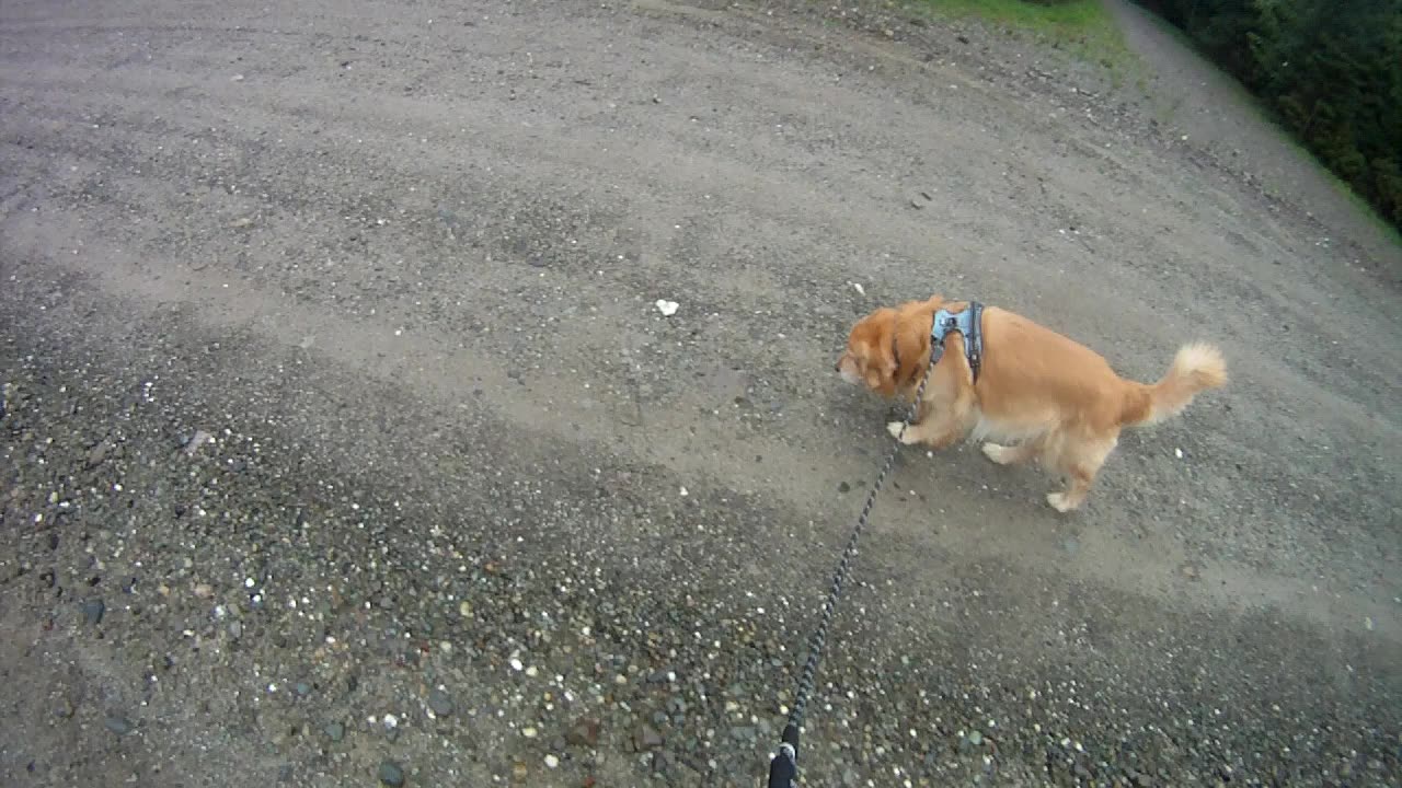 August 9th, 58º short walk with Flynn in the rain.