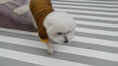 A dog playing with a doll