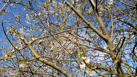 Fruitful Spring Wishes with budding Northern Cherry Blossoms