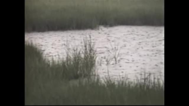 Nature video