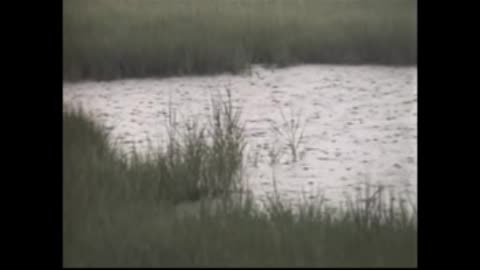 Nature video