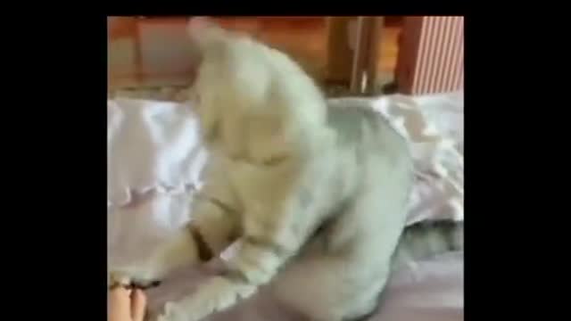 the cat dances in front of its master