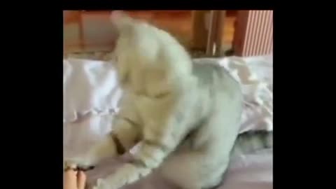 the cat dances in front of its master