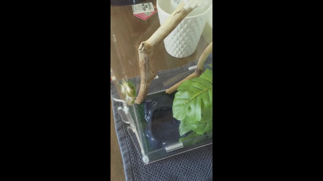 American Green Tree Frog - Meal Time!