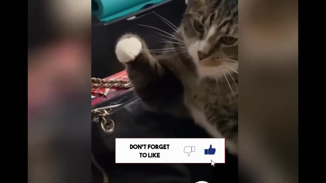 #pet #angry #tiktok angry Pet videos Angry - Funny Dogs And Cats of TikTok -2