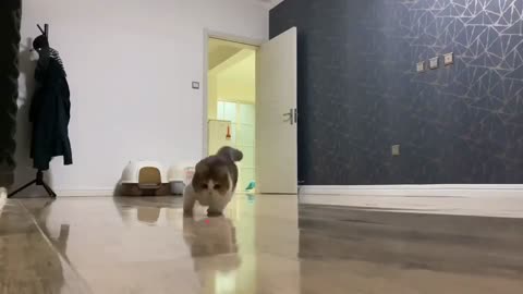 Movement is health, any cat will tell you that