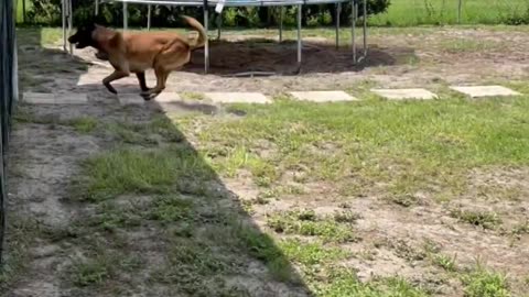 Dog Helps Carry Cooler #dog #smartdog #doglife