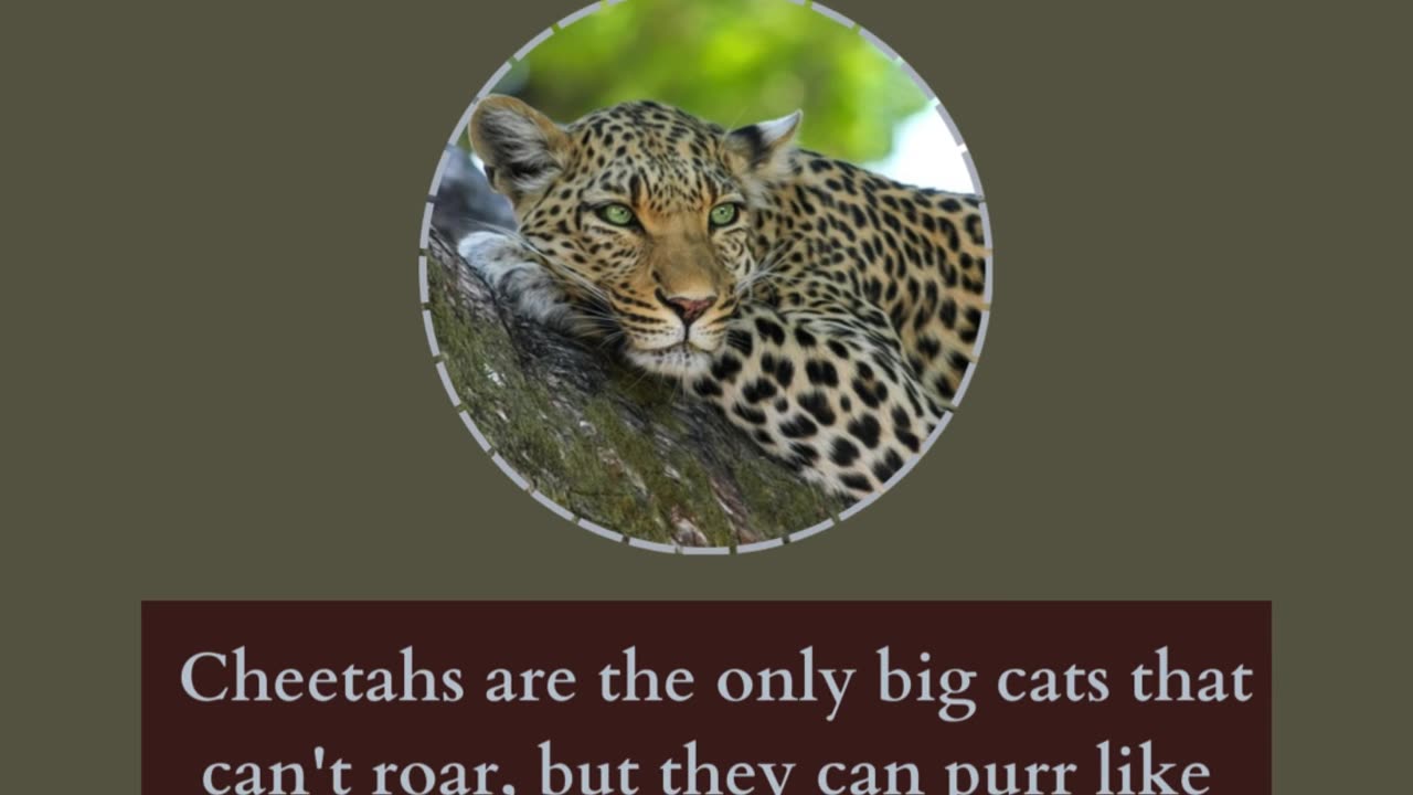 Amazing facts about wild animals