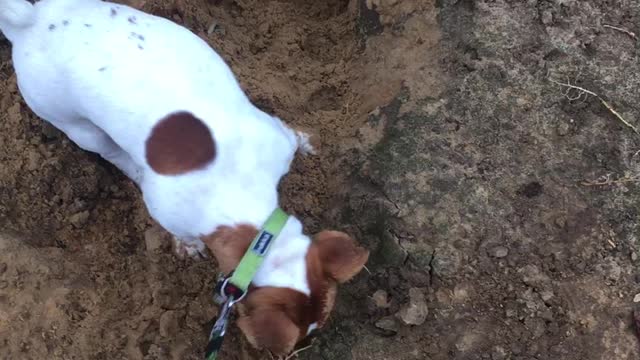 How did we learn to dig =)