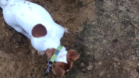 How did we learn to dig =)