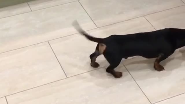 Black dog moving and wagging tail constantly