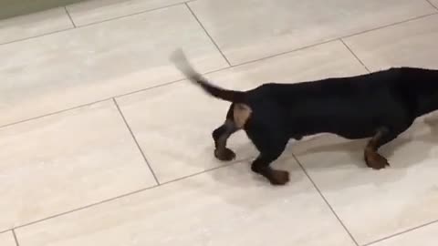 Black dog moving and wagging tail constantly