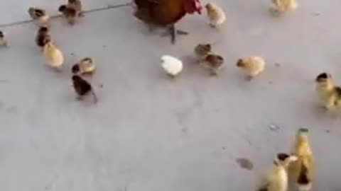 Funny Animal Videos - Awesome Funny Pet Animals | Cute Animals | Super Funny Dog Videos #short video