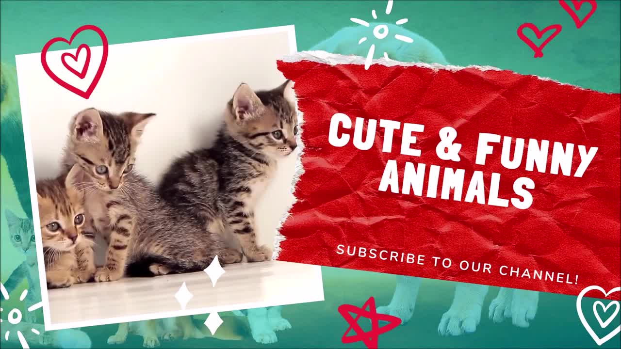 😹 😻 Cute and Funny Cat Videos Compilation, April 2021 | Cute and Funny Animals