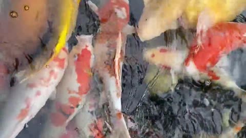 a-pond-full-of-koi-fish