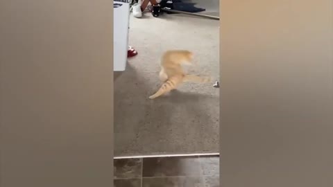 cat being funny 35