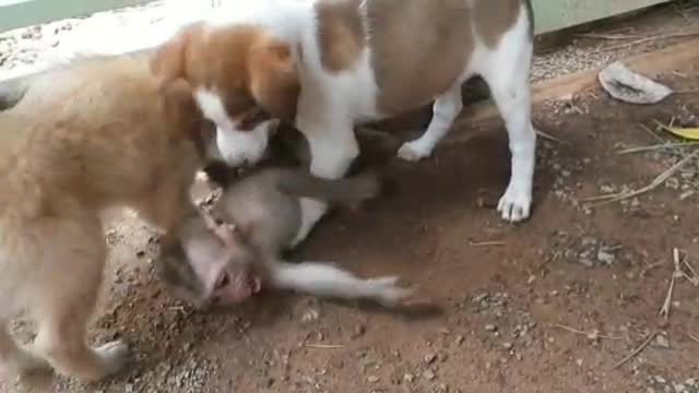 Monkey Rescue !!! Cry & Cry So Hurt & Terrify, Stuck With Push Gate !