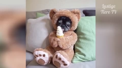 OMG Super Cute Best Funny Cats and Dogs friendship