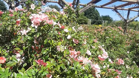 Mildura Botanical Gardens