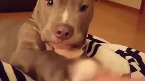 Dog Cute video good Dog