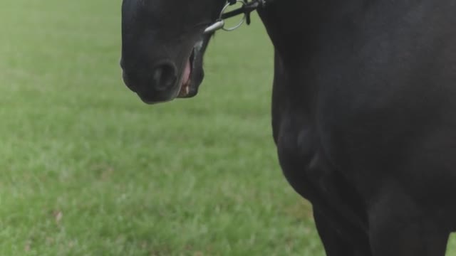 A black beaut horse 😍🐴