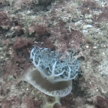 Snorkeling Adventures Philippines, Beautiful Upside Down Jellyfish (Mangrove Jellyfish)