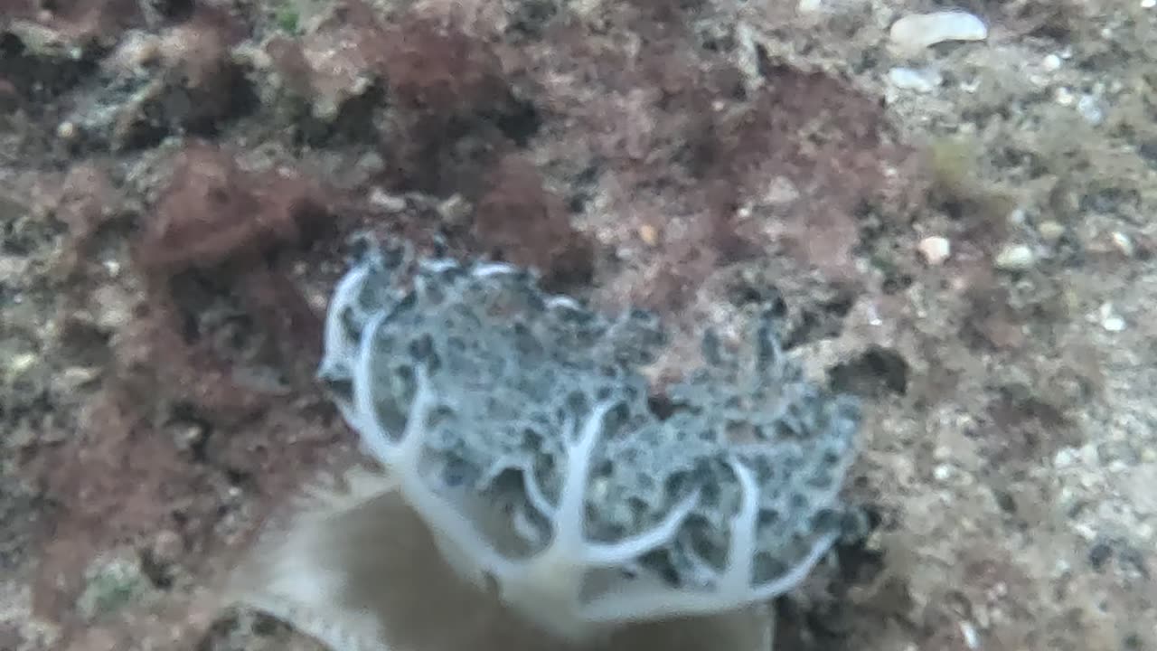 Snorkeling Adventures Philippines, Beautiful Upside Down Jellyfish (Mangrove Jellyfish)