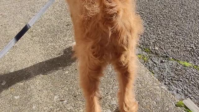 Goldendoodle wags, sniffs, explores