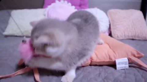 I Can't Stop This Kitten