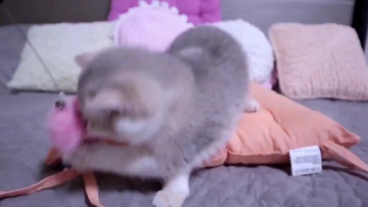 I Can't Stop This Kitten