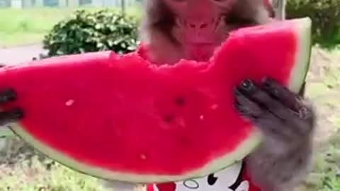 Monkeys eating watermelon