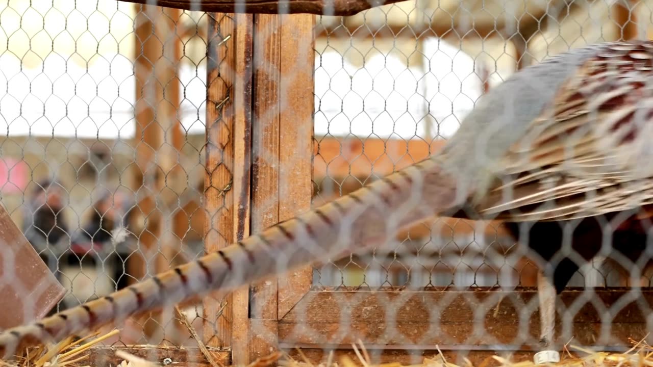 The Pheasant: Close Up HD Footage (Phasianus colchicus)