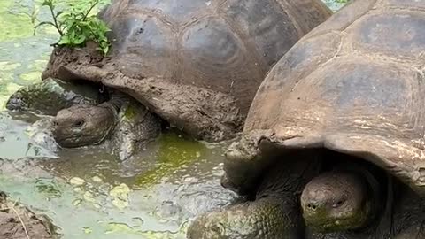 Tortoises in the mud