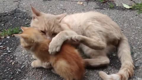 Compilation of beautiful cats