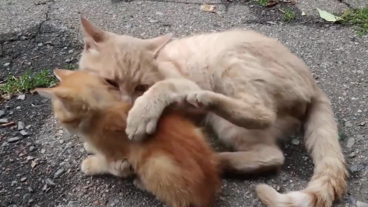 Compilation of beautiful cats