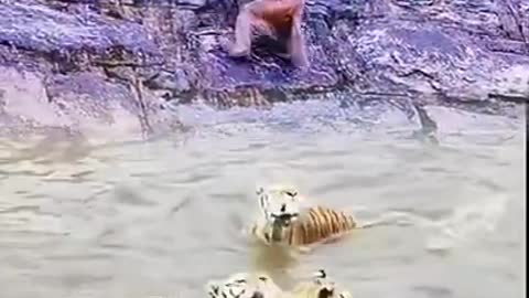 The monkey survived to die. #short