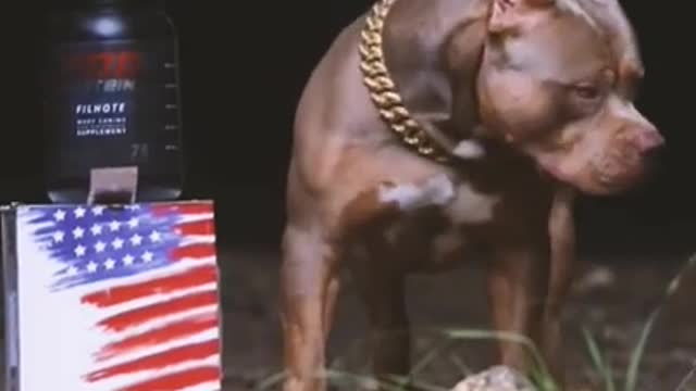 og video _ Pitbull attack video _ Lucknow Pitbull case _ #dogs #pitbull