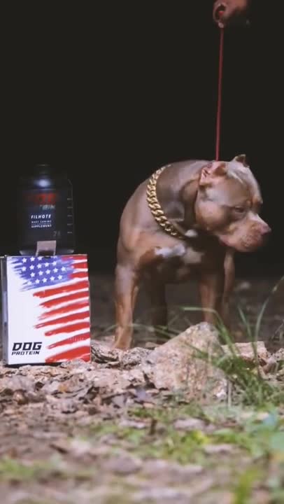 og video _ Pitbull attack video _ Lucknow Pitbull case _ #dogs #pitbull