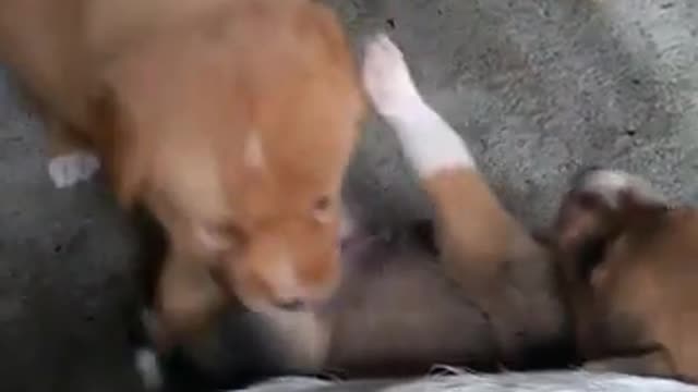 Cure Puppy fight baby baby