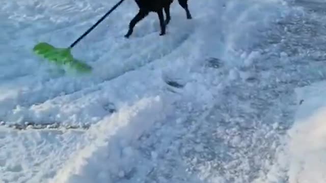 AWW SO FUNNY😂😂 Super Dogs Reaction