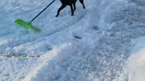 AWW SO FUNNY😂😂 Super Dogs Reaction