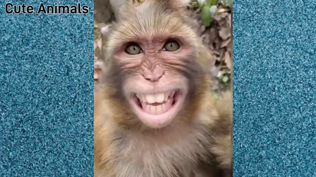 Cutest baby animal Video Compilation Cute Moment Of The Animals